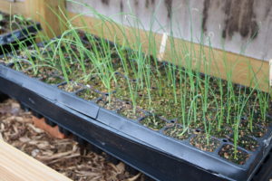 Sprouting from a pot