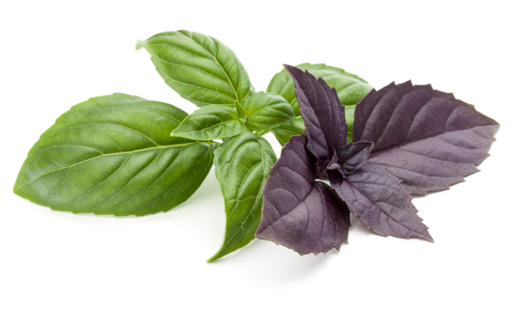 This image has an empty alt attribute; its file name is green-and-purple-basil-shutterstock_1153964290-1024x640.jpg