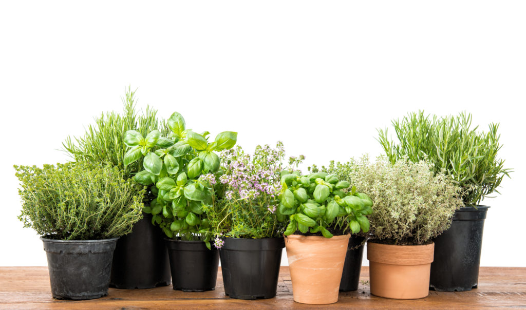 herbs in pots