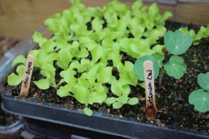 seedlings