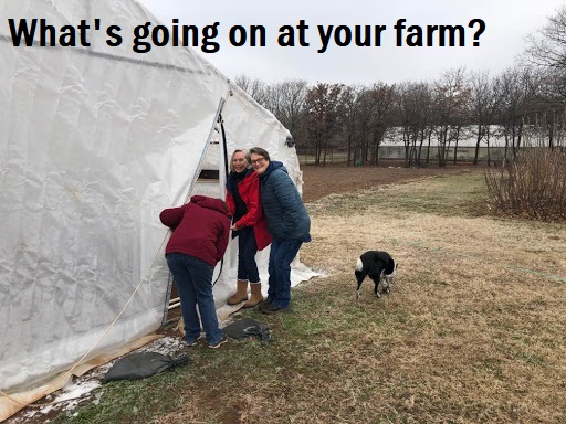 People looking into a tent